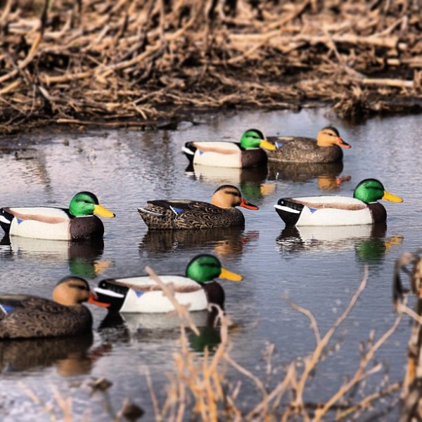 Where you set up your waterfowl decoys depends on the wind. If the wind shifts, you need to be able to change things in a hurry to be successful.
