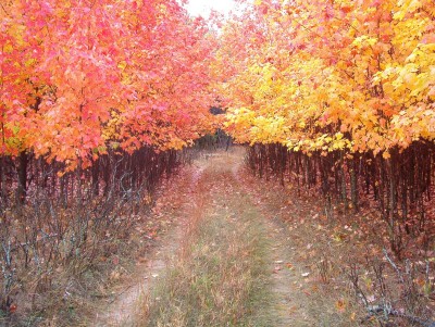 In September, these trees are green. By November, they are bare. But October brings out the true beauty in the leaves. Can it be any wonder why it's my favorite month of the year?