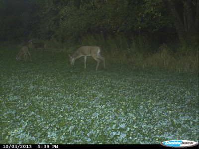 During the last couple hours of daylight in the evening, deer often move towards the fields where they feed. It’s the most predictable time of the day to see deer.