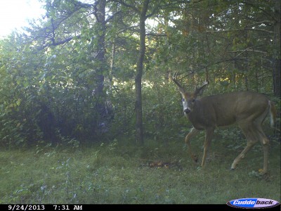 During the early season when bucks are not feeling much pressure, they often take their time getting back to the bedding areas. But once the hunting pressure ramps up, they tend to get pretty edgy if caught out during the daylight.