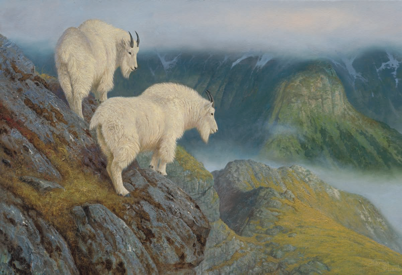 Dennis Dunn's first real shot at a Rocky Mountain goat came in 1973. Illustration by Hayden Lambson.