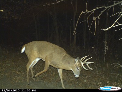 Bucks tend to visit scrapes in the night, especially during October and early November. Using these tactics to enhance scrapes will increase the odds bucks will visit during legal shooting hours.