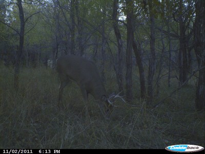 The buck pictured at this scrape was enhanced following some of my tips listed here, and showed up to examine it right before darkness set in.