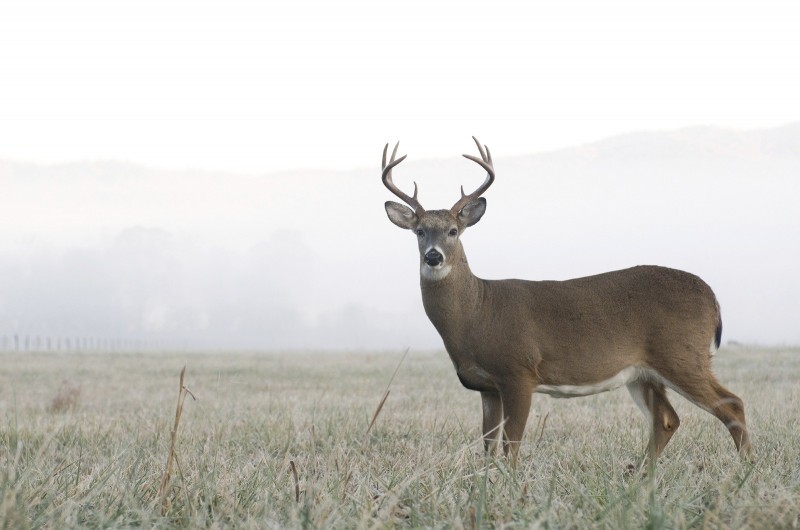Bucks like this one in Tennessee are quite vulnerable during the rut if you are on stand for the first few hours of daylight.