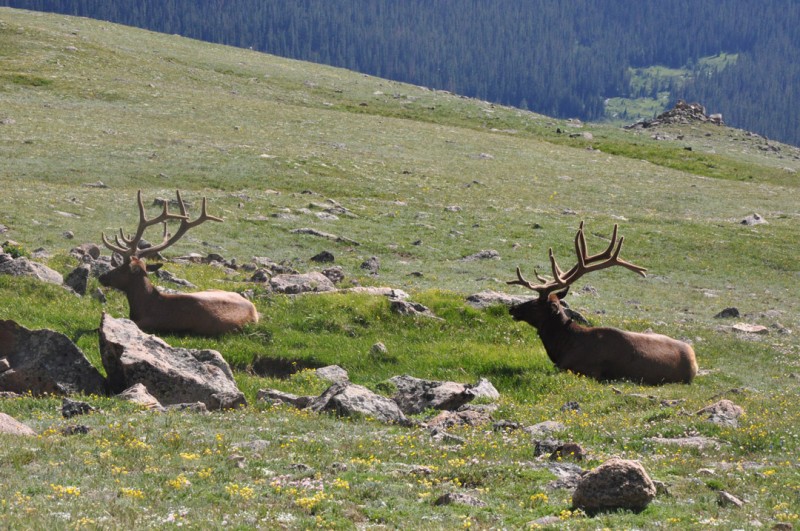 As of this article's publication, author Hunter Worth has set out on his hunt for a bull elk at the NRA Whittington Center. Seen here are elk in Rocky Mountain National Park.