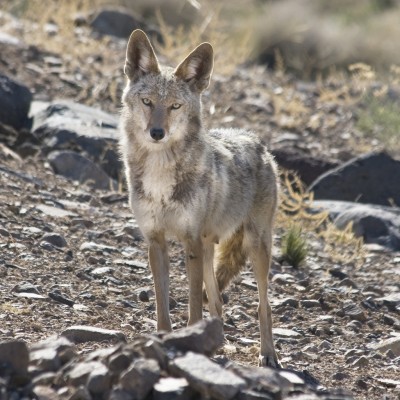 Since mule deer fawns are especially vulnerable to coyotes, wildlife officials hope that the current bounty program will increase deer survival rates.