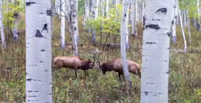 Jeremiah Moseley managed to capture stunning footage of two bull elk sparring while on a muzzleloader deer hunt.