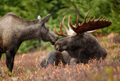 Minnesota's moose are struggling after years of decline and scientists are trying to figure out why healthy adults are dying in the summer.