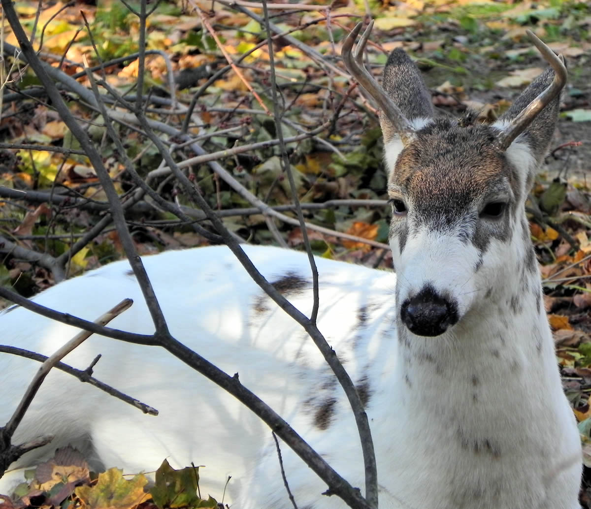 Rare Piebald Deer Group Spotted in New Jersey OutdoorHub