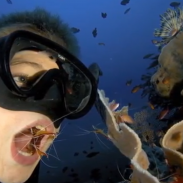 While cleaner shrimp may not be professionally trained dentists, their lunch depends on a job well done.