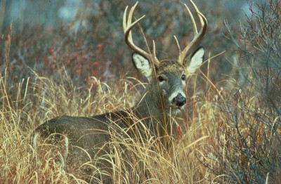 A judge in Indiana has ruled that the state's DNR overstepped its authority in 2005 when it banned deer hunting preserves.