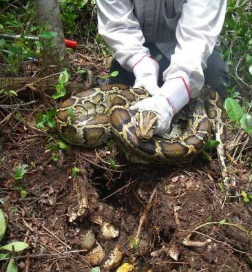 A female Burmese python with eggs.
