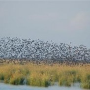 Coastal wetland losses in the Gulf Coast account for 71 percent of the increase noted in the report.