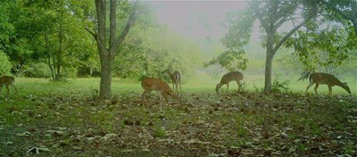 Dunstan chestnuts are clearly a superior tree for attracting deer.