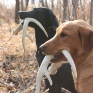 Jeremy Moore of Dog Bone Hunter promotes training for shed hunting and deer recovery. Today we step back to 10 dog-training basics to keep us on track with any dog.