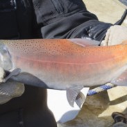 New Mexico kokanee salmon season opens Friday, Nov. 8