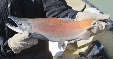 New Mexico kokanee salmon season opens Friday, Nov. 8
