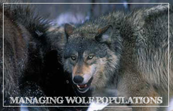 The Revolution - wolves