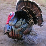 It has been a White House tradition since 1989 to spare two turkeys at Thanksgiving.