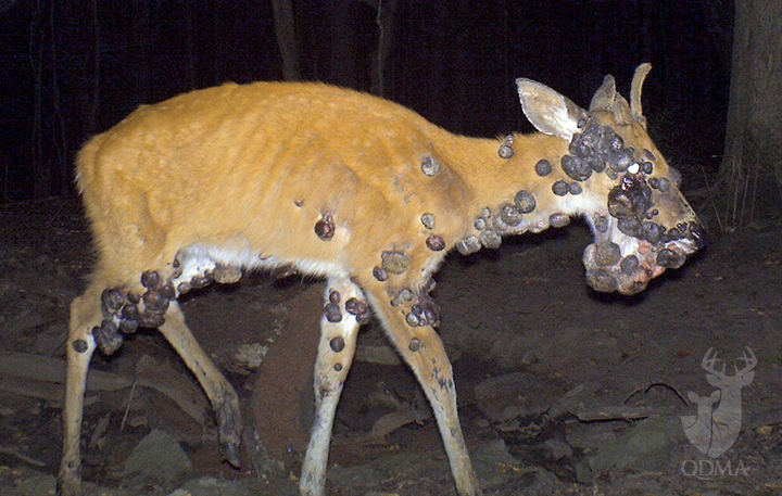 Cutaneous fibromas is not a pretty sight. The warts caused by the virus are generally gray or black in color and can grow anywhere on a deer.