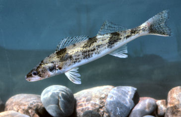 Sauger face an upstream battle in Wyoming as biologists plan to reintroduce the species to North Platte River.