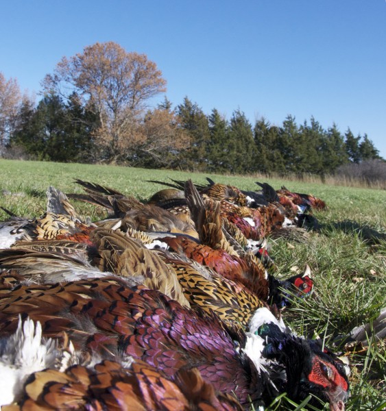 One of the yields from the author's recent rip to a South Dakota pheasant hunting heaven.