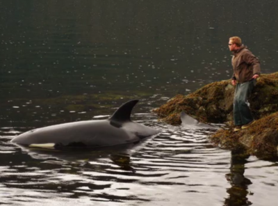 On of the fishermen approach the stranded orca in Klakas Inlet.
