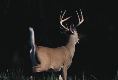 Experts are predicting a great firearms season in Maine this year.