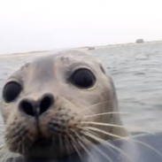 0111seal