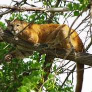 Although individually stronger and larger than wolves, mountain lions rarely come out on top in conflicts between the two predators.