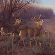 In pursuit of a trophy whitetail buck, Dennis Dunn headed to King Ranch in southeast Texas. Illustration by Hayden Lambson.