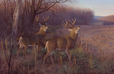 In pursuit of a trophy whitetail buck, Dennis Dunn headed to King Ranch in southeast Texas. Illustration by Hayden Lambson.