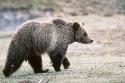 Estimated to number over 700, experts are saying that Yellowstone's grizzlies have recovered from their brush with extinction.