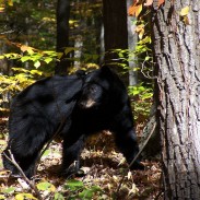 Happening upon black bear cubs in the wild can be dangerous, as one Pennsylvania hunter found out.