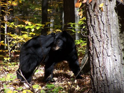 Happening upon black bear cubs in the wild can be dangerous, as one Pennsylvania hunter  found out.