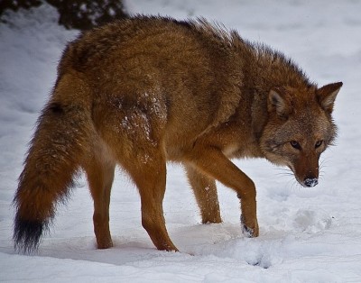 Eastern coyotes are slightly larger than their Western counterparts, a sign of their mixed wolf ancestry.