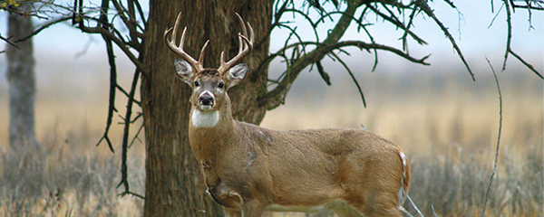 Deer hunting kansas december