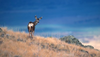 Montana wildlife officials are considering curbing antlerless deer hunts in light of recent die-offs.