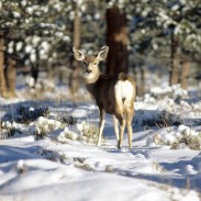 Feeding deer can actually hurt the animals more than it helps them.