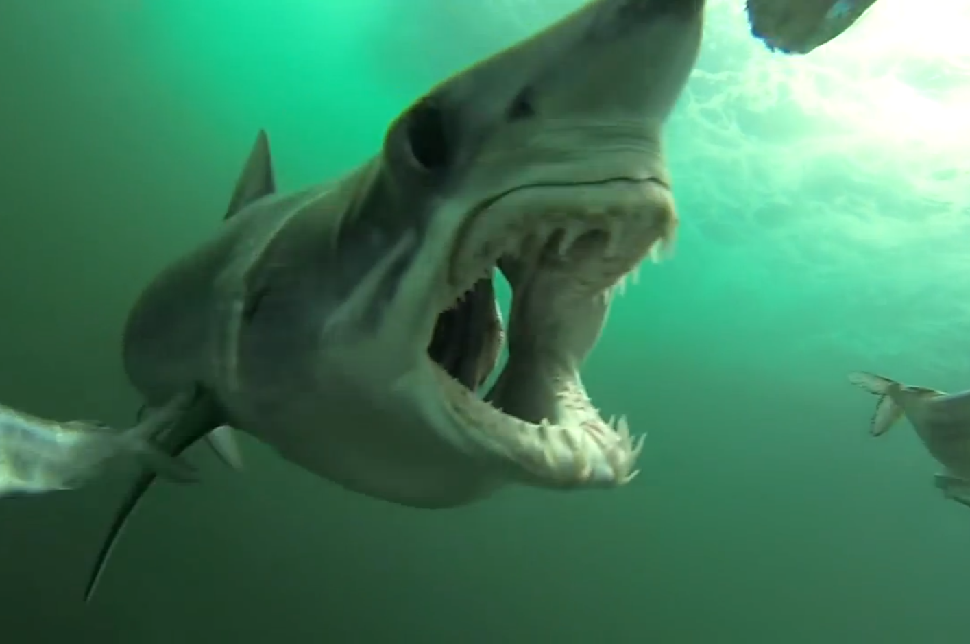 Video: GoPro Camera Puts You in the Shoes of Shark Bait | OutdoorHub