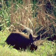 The digging habits of wild swine are causing headaches for Louisiana officials, and dangerous damages to the West Bank levee system.