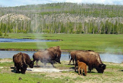 Several Yellowstone bison feed near a hot spring.