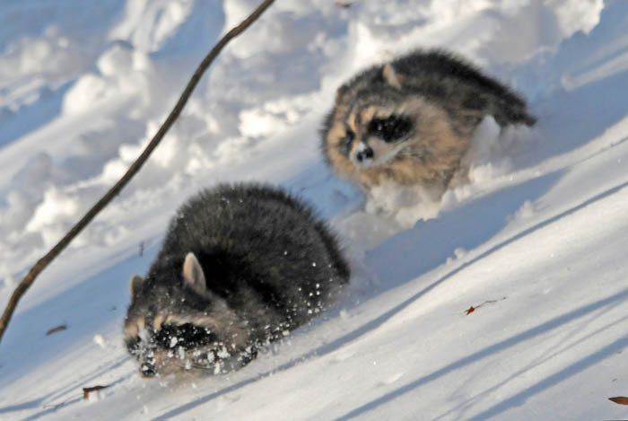 Two raccoons run through the snow after being called from their den inside an old oak tree.