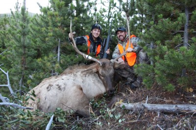 montana elk, bull elk