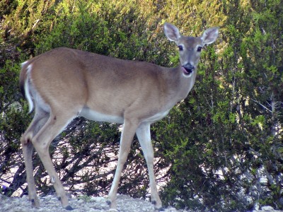 While the homeowners were away, one doe decided to take up residence in a Tennessee house.