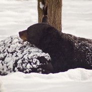 Black bears near the Sierra foothills are waking earlier and wandering into nearby neighborhoods.