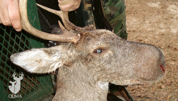 A picture of this strange deer was submitted to QDMA shortly after it was harvested.