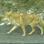 Residents of Bloomfield, Colorado are encouraged to make coyotes feel unwelcome.