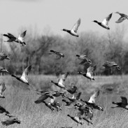 ducksriver