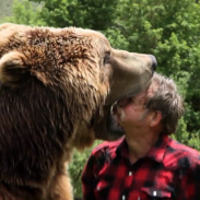 grizzly bear